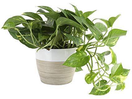 Golden Pothos Potted Plant - Epipremnum Aureum