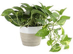 Golden Pothos Potted Plant - Epipremnum Aureum