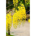Golden Shower Tree Potted Plant - Cassia Fistula