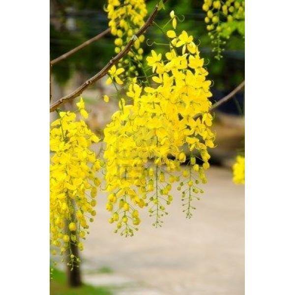 Golden Shower Tree Potted Plant - Cassia Fistula