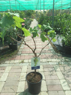 Grape Vine Potted Plant - Vitis Vinifera