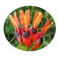 Firebush – Hamelia Patens