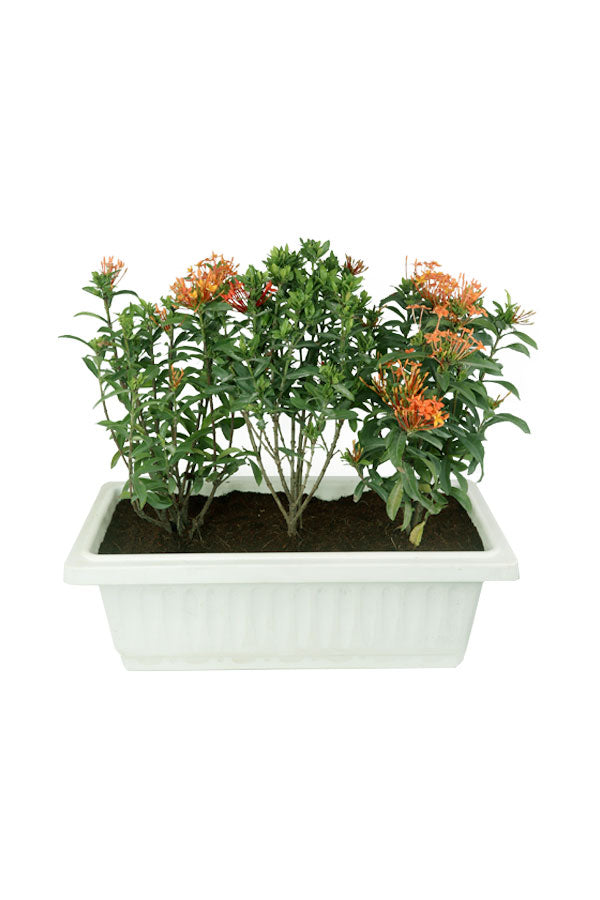 Ixora – coccinea (3 Nos) In Rectangular Pot