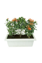 Ixora – coccinea (3 Nos) In Rectangular Pot