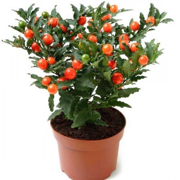 Buy Jerusalem Cherry Tomato Online