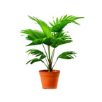 Buy Cabbage Palm Online - Livistona Australis