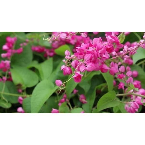 Mexican Creeper Potted Plant - Antigonon Leptopus