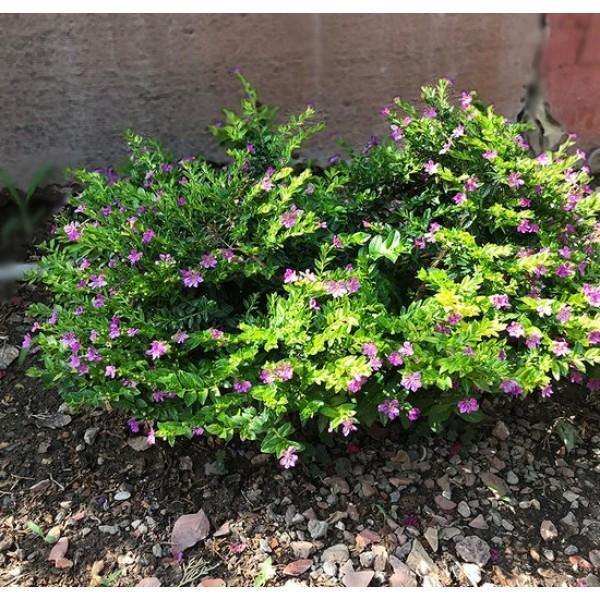 Buy False Heather Online - Cuphea Hyssopifolia