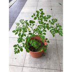 Moringa (Moringa Oleifera)