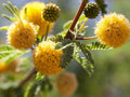 Needle Bush – Vachellia Farnesiana