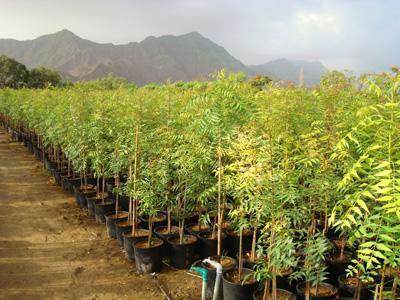 Buy Neem Online - Azadirachta Indica