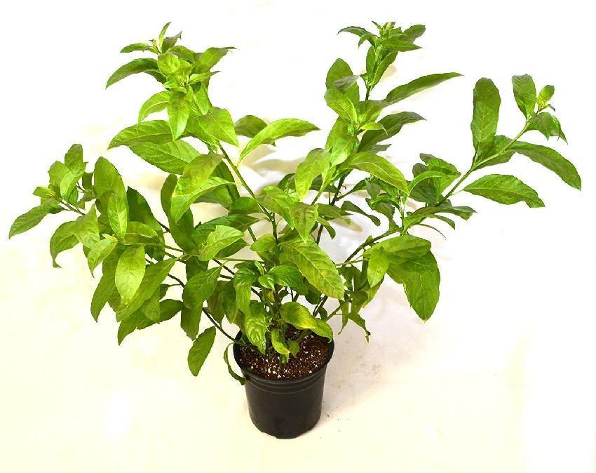Buy Night Blooming Jasmine Online - Cestrum Nocturnum