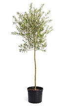 Buy Olive Plant Online - Olea Europaea