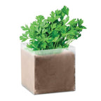 Buy Parsley Herb Plant Online - Apium - Petroselinum Crispum