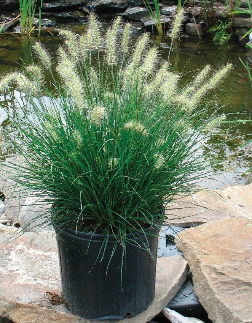 Buy Fountain Grass Online - Pennisetum Alopecuroides