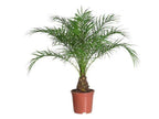 Indoor Pygmy Palm - Phoenix Roebelenii