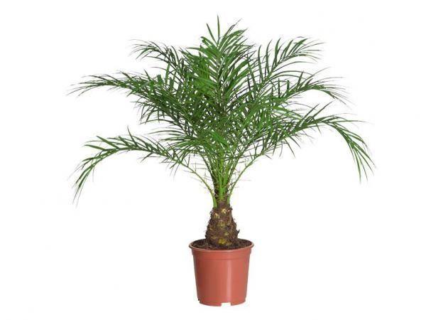 Indoor Pygmy Palm - Phoenix Roebelenii