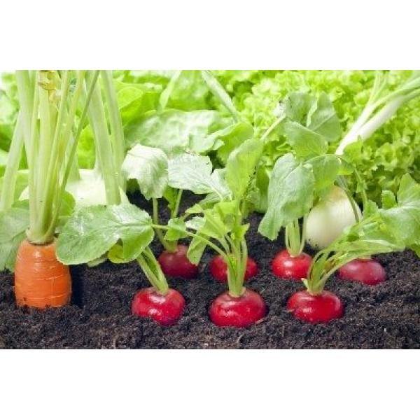 Radish – Raphanus Sativus
