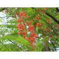 Red Cassia Potted Plant - Cassia Roxburghii