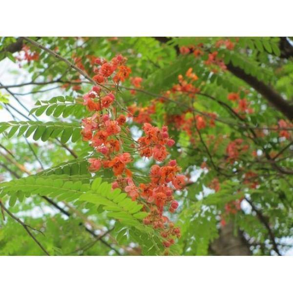 Red Cassia Potted Plant - Cassia Roxburghii