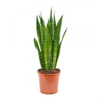 Buy Sansevieria Zeylanica Online - Snake Plant