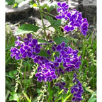 Buy Sapphire Showers Online - Duranta Erecta