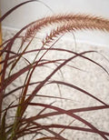 Red Fountain Grass (Pennisetum setaceum 'Rubrum')