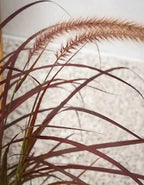 Red Fountain Grass (Pennisetum setaceum 'Rubrum')