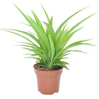 Spider Plant Lemon – Chlorophytum