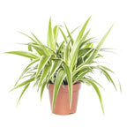 Chlorophytum - Spider Plant for Home or Office