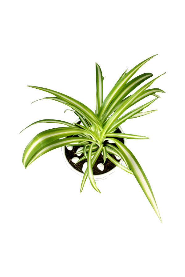 Spider Plant – Office Tabletop Plant