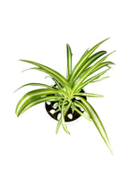 Spider Plant – Office Tabletop Plant