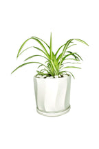 Spider Plant (Chlorophytum) indoor tabletop plant with arching green and white striped leaves in decorative pot
