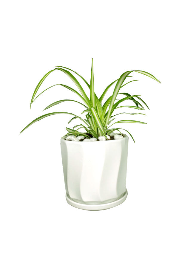 Spider Plant (Chlorophytum) indoor tabletop plant with arching green and white striped leaves in decorative pot