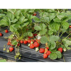 Strawberry – Fragaria - Ananassa