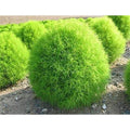 Summer Cypress (Bassia Scoparia)