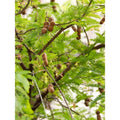 Tamarindus Indica - Tamarind