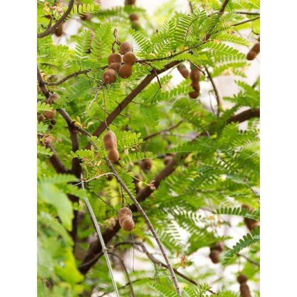 Tamarindus Indica - Tamarind