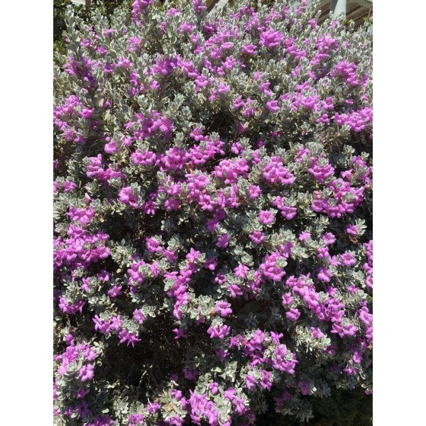 Texas Ranger Texas Sage (Leucophyllum Frutescens)
