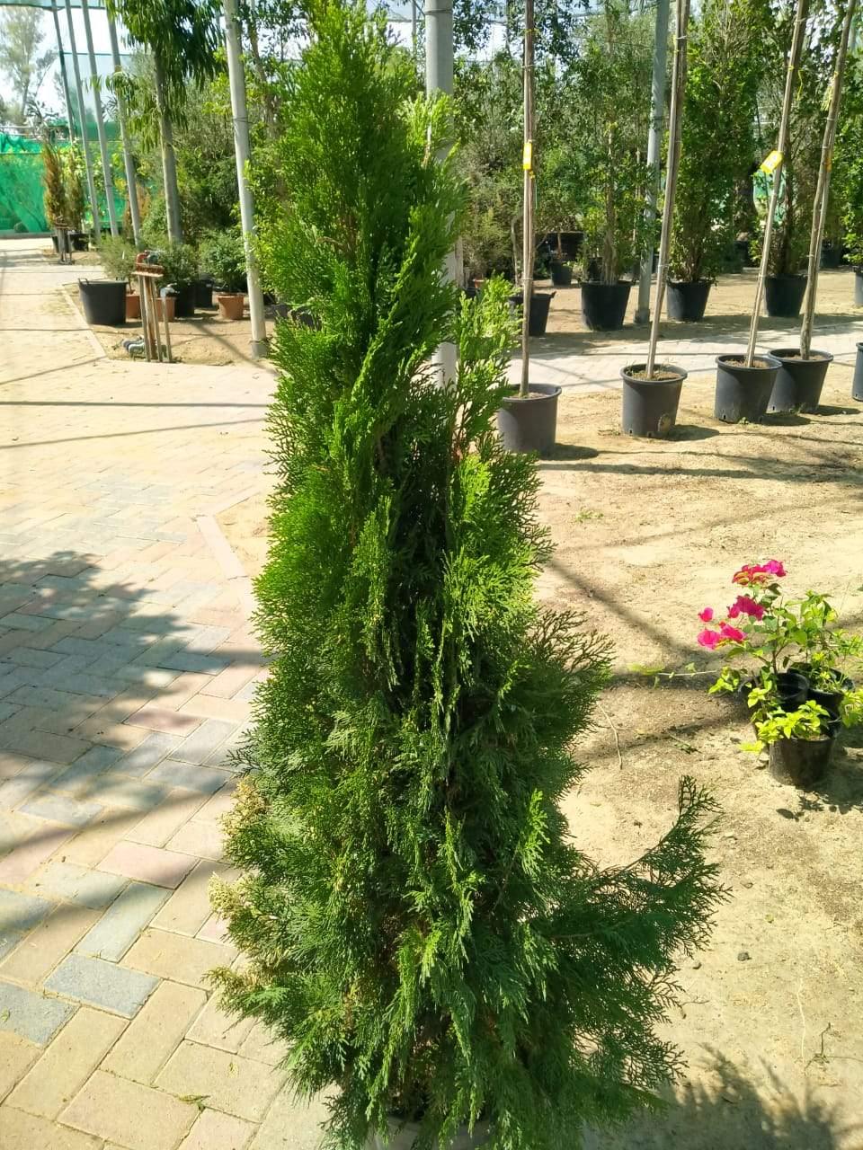 Buy Thuja Online - Arborvitaes - Outdoor Bushy Plant