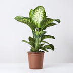 Tropic Snow Dumb Cane (Dieffenbachia Seguine 'Tropic Snow')