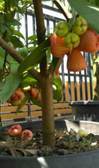 Java Apple ( Water Apple ) – Syzygium Samarangense