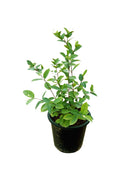 Wrightia (Wrightia Antidysenterica)