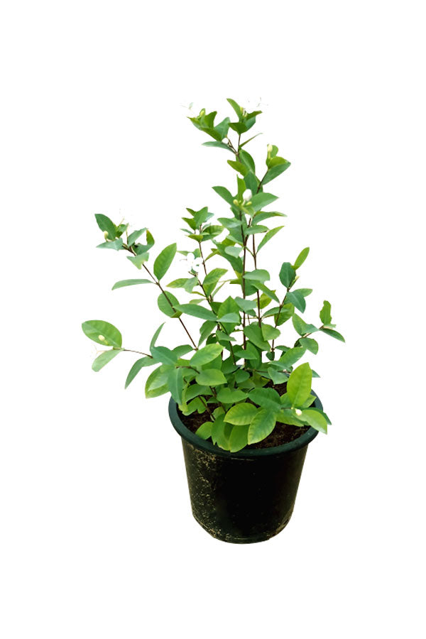 Wrightia (Wrightia Antidysenterica)