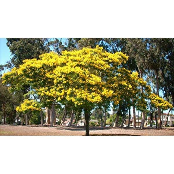 Yellow Flame Tree Potted Plant - Peltophorum Pterocarpum