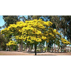 Yellow Flame Tree Potted Plant - Peltophorum Pterocarpum