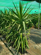 Yucca Elegans Green Potted Plant - Single Stem-Outdoor Shrub PlantOutdoor Shrub Plant