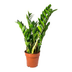 Zamioculcas Zamiifolia - ZZ Plant